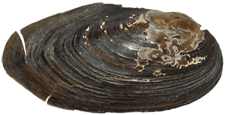 Pyganodon fragilis