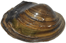 Pyganodon gibbosa