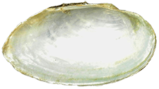 Pyganodon_grandis_elongate