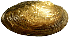Pyganodon_grandis_elongate