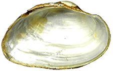 Pyganodon grandis