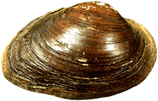 Pyganodon grandis