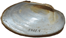 Pyganodon lacustris