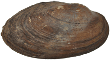Pyganodon lacustris