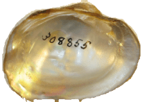 Quadrula couchiana