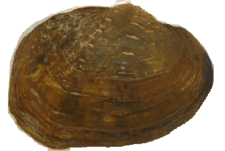 Quadrula couchiana
