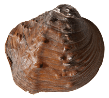 Quadrula fragosa