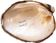 Reginaia ebenus