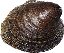Reginaia ebenus