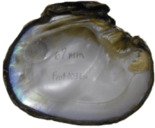 Reginaia rotulata