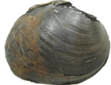 Reginaia rotulata