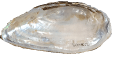 Sagittunio aldermani male inner 