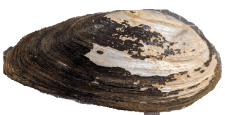 Sagittunio aldermani male outer