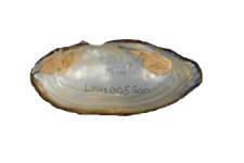 Sagittunio nasutus female inner