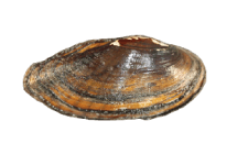 Sagittunio nasutus female outer