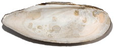 Sagittunio nasutus male inner 