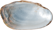 Sagittunio subrostratus female inner