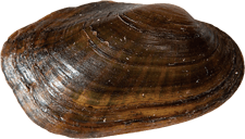 Sagittunio subrostratus female outer
