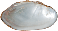Sagittunio subrostratus male inner 