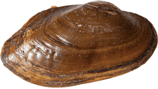 Sagittunio subrostratus male outer