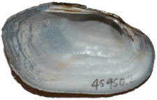 Sagittunio vaughanianus female inner