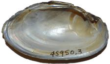 Sagittunio vaughanianus male inner 