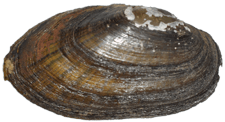 Sagittunio vaughanianus male outer