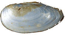 Sinanodonta beringiana