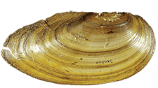 Sinanodonta beringiana