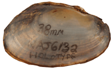 Strophitus pascagoulaensis