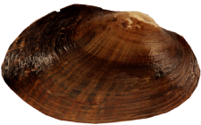 Strophitus pascagoulaensis