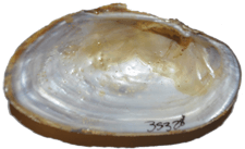 Strophitus radiatus