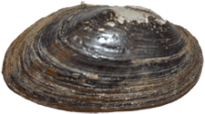 Strophitus radiatus