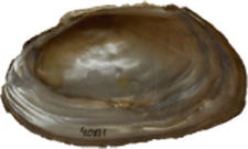 Strophitus undulatus