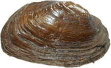 Strophitus undulatus