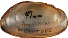 Strophitus williamsi