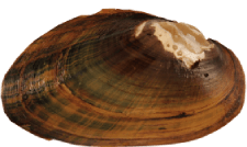 Strophitus williamsi
