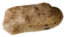 Theliderma cylindrica