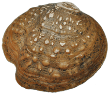 Theliderma intermedia