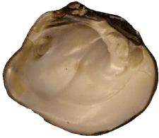 Theliderma johnsoni