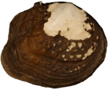 Theliderma johnsoni