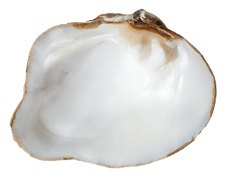 Theliderma metanevra