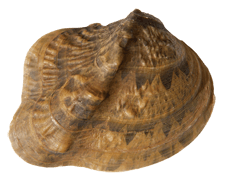 Theliderma metanevra