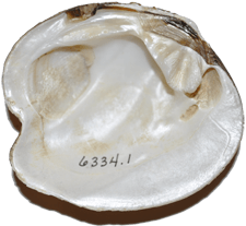 Theliderma sparsa