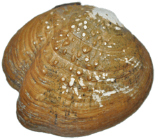 Theliderma sparsa