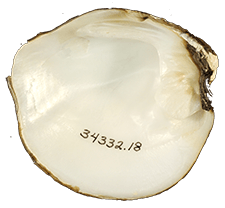 Theliderma stapes