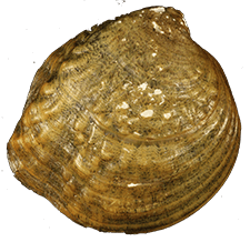 Theliderma stapes
