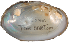 Toxolasma corvunculus