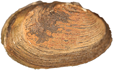 Toxolasma corvunculus