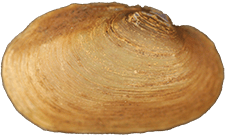 Toxolasma cylindrellus female outer
